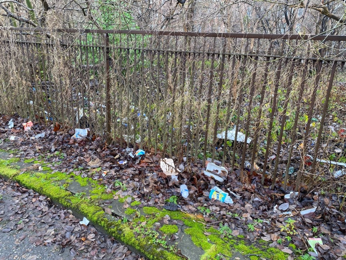 iron fence, trees, with trash scattered amongst the leaves on the ground